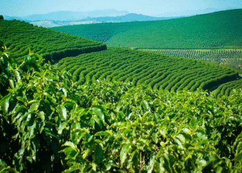 Coffee Board calls for proposals to set up Community Coffee Quality Centres
