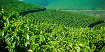 Coffee Board calls for proposals to set up Community Coffee Quality Centres