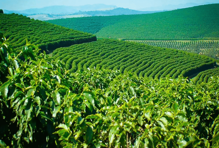 Coffee Board calls for proposals to set up Community Coffee Quality Centres