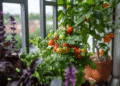 Transform your balcony into a productive kitchen garden