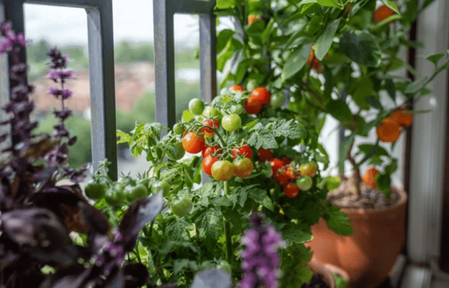 Transform your balcony into a productive kitchen garden