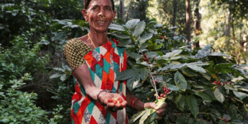India’s coffee export value rises to $1.68 billion in 2025