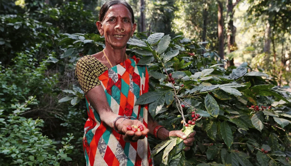 India’s coffee export value rises to $1.68 billion in 2025