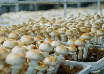 How profitable is the mushroom farming business?