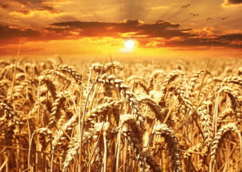 India records 12% growth in rabi sowing; Wheat up 19%