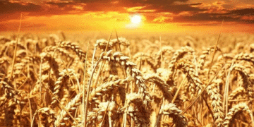 India records 12% growth in rabi sowing; Wheat up 19%