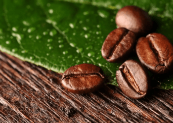 Data Story : Exporter-wise coffee exports from India in 2025