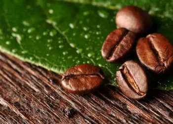 Data Story : Exporter-wise coffee exports from India in 2025