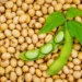 U.S.–China trade easing boosts soybean shipments in 2025