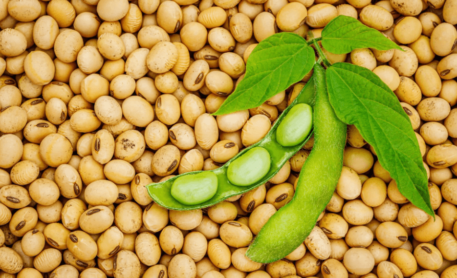 U.S.–China trade easing boosts soybean shipments in 2025