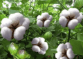CAI retains India cotton output estimate for 2025-26: Kedia Advisory