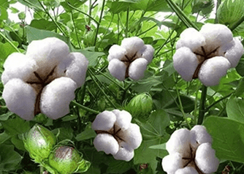CAI retains India cotton output estimate for 2025-26: Kedia Advisory