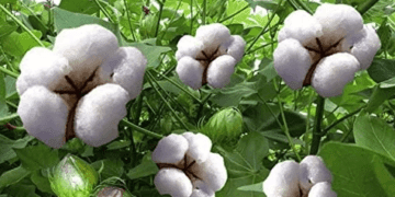 CAI retains India cotton output estimate for 2025-26: Kedia Advisory