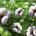 CAI retains India cotton output estimate for 2025-26: Kedia Advisory