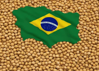 Soybean outlook mixed as crush rises, exports decline: Kedia Advisory