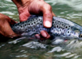 India’s cold-water fisheries drive blue economy growth