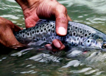 India’s cold-water fisheries drive blue economy growth