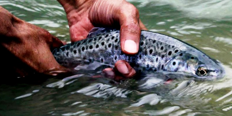 India’s cold-water fisheries drive blue economy growth