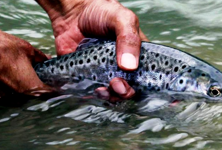 India’s cold-water fisheries drive blue economy growth