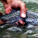 India’s cold-water fisheries drive blue economy growth