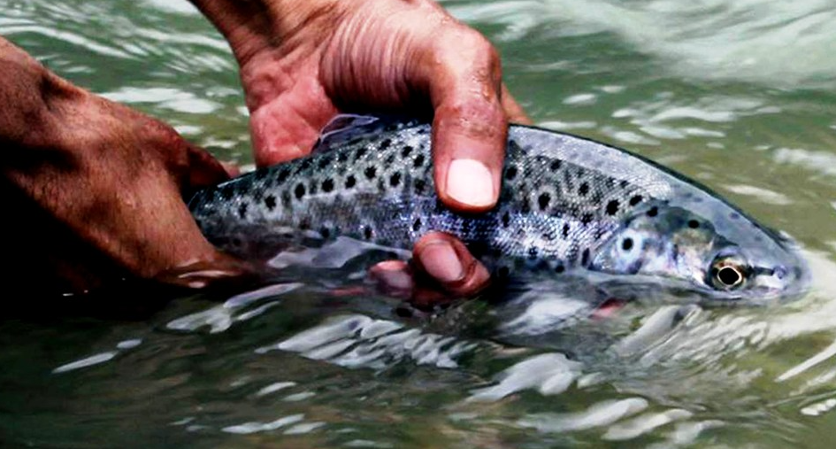 India’s cold-water fisheries drive blue economy growth