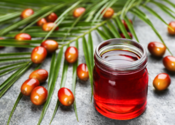 Crude palm oil market Outlook: Imports, biodiesel demand and global supply shape price trends