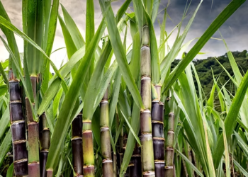 Kedia Advisory report: Sugar outlook supported by Ethanol demand, global deficit expectations