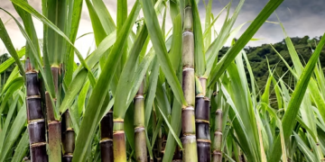 Kedia Advisory report: Sugar outlook supported by Ethanol demand, global deficit expectations