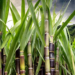 Kedia Advisory report: Sugar outlook supported by Ethanol demand, global deficit expectations