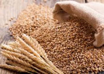 India wheat procurement falls 9% amid Madhya Pradesh decline