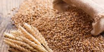 India wheat procurement falls 9% amid Madhya Pradesh decline