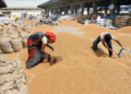 India foodgrain output rises 5% led by record rice, wheat