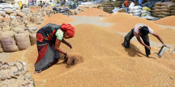 India foodgrain output rises 5% led by record rice, wheat