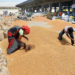India foodgrain output rises 5% led by record rice, wheat