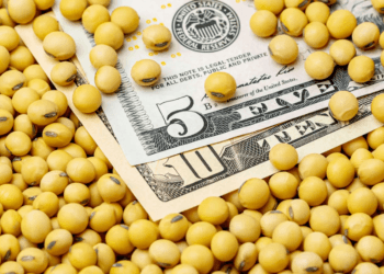 Global soybean stocks rise despite lower production outlook