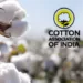 CAI raises cotton output estimate amid higher imports and consumption