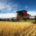 Kharif sowing declines as pulse and cereal acreage shrinks