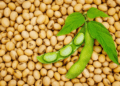 India’s soybean imports surge amid tight domestic supply
