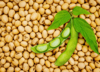 India’s soybean imports surge amid tight domestic supply