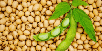 India’s soybean imports surge amid tight domestic supply