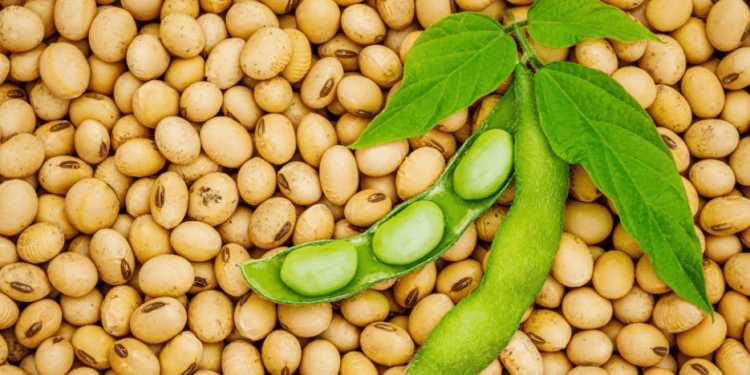 India’s soybean imports surge amid tight domestic supply