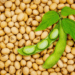India’s soybean imports surge amid tight domestic supply