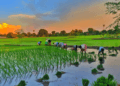 India’s kharif sowing gains momentum after strong monsoon revival