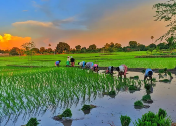 India’s kharif sowing gains momentum after strong monsoon revival