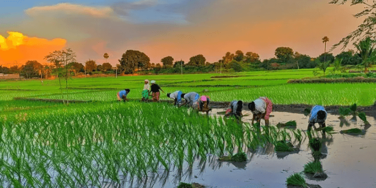 India’s kharif sowing gains momentum after strong monsoon revival