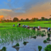 India’s kharif sowing gains momentum after strong monsoon revival