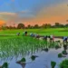 India’s kharif sowing gains momentum after strong monsoon revival