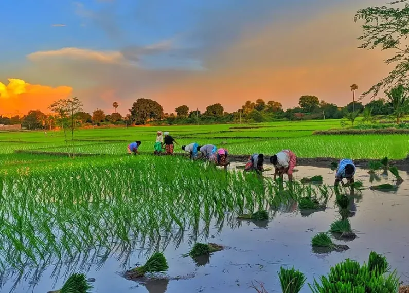 India’s kharif sowing gains momentum after strong monsoon revival