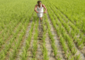 Gujarat kharif sowing reaches 67.48 lakh hectares