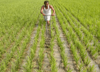 Gujarat kharif sowing reaches 67.48 lakh hectares